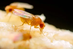 Comment éliminer les mouches à fruits dans votre cuisine ?