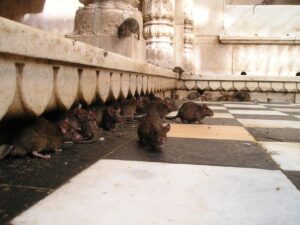 découvrez la signification des signes associés aux rats dans différentes cultures et contextes. apprenez à interpréter ces symboles fascinants et leur influence.