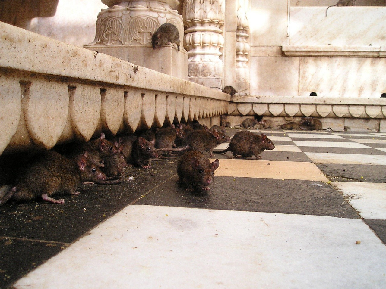 découvrez la signification des signes associés aux rats dans différentes cultures et contextes. apprenez à interpréter ces symboles fascinants et leur influence.