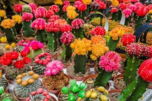 Stop aux idées reçues sur l&rsquo;entretien des cactées et autres cactus !