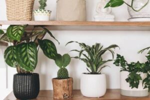 Maintenir l&rsquo;humidité idéale pour son calathea : nos astuces de pro