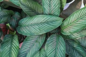 Calathea : comment prendre soin de cette plante au feuillage spectaculaire ?