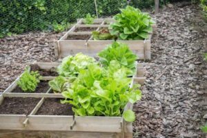 Comment fabriquer son carré potager en bois ? Le tuto DIY facile