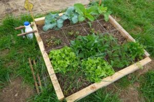 Remplir son carré potager : le mélange de terre idéal pour des légumes au top